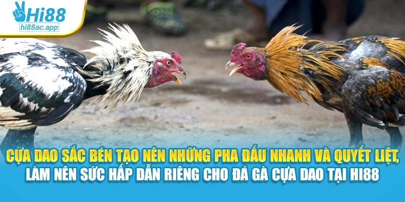 Cựa dao sắc bén tạo nên những pha đấu nhanh và quyết liệt, làm nên sức hấp dẫn riêng cho đá gà cựa dao tại Hi88