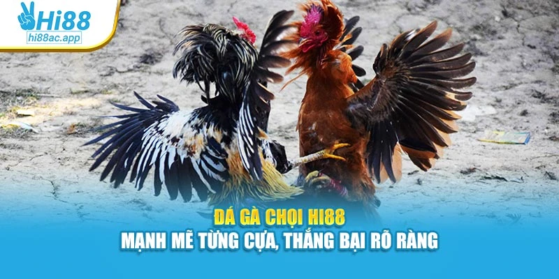 Đá Gà Chọi Hi88 – Mạnh Mẽ Từng Cựa, Thắng Bại Rõ Ràng