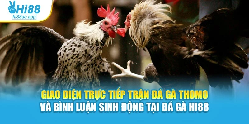 Giao diện trực tiếp trận đá gà Thomo và bình luận sinh động tại Đá gà Hi88