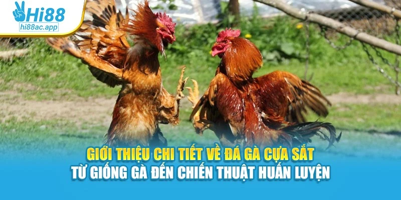 Giới thiệu chi tiết về đá gà cựa sắt – từ giống gà đến chiến thuật huấn luyện