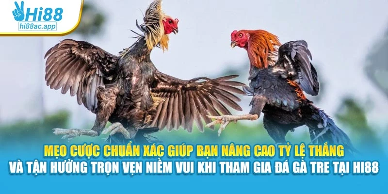 Mẹo cược chuẩn xác giúp bạn nâng cao tỷ lệ thắng và tận hưởng trọn vẹn niềm vui khi tham gia đá gà tre tại Hi88