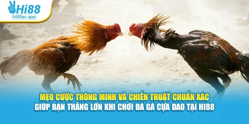 Mẹo cược thông minh và chiến thuật chuẩn xác giúp bạn thắng lớn khi chơi đá gà cựa dao tại Hi88