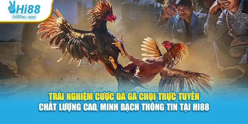 Trải nghiệm cược đá gà chọi trực tuyến chất lượng cao, minh bạch thông tin tại Hi88