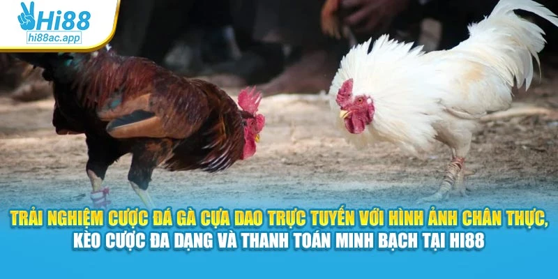 Trải nghiệm cược đá gà cựa dao trực tuyến với hình ảnh chân thực, kèo cược đa dạng và thanh toán minh bạch tại Hi88