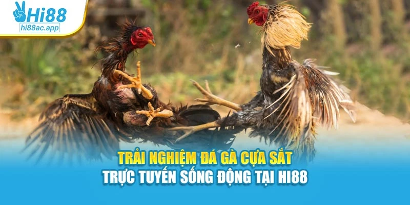 Trải nghiệm đá gà cựa sắt trực tuyến sống động tại Hi88